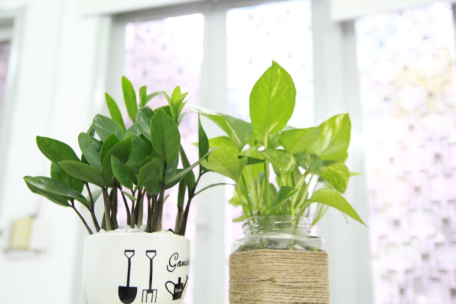 houseplants improve air quality